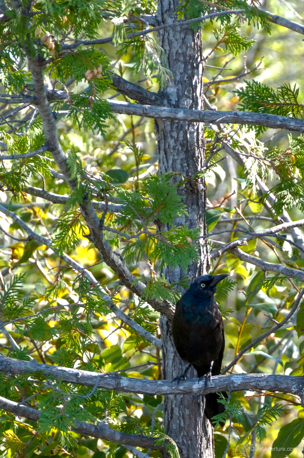 A glossy blackbird perched among sunlit cedar branches.