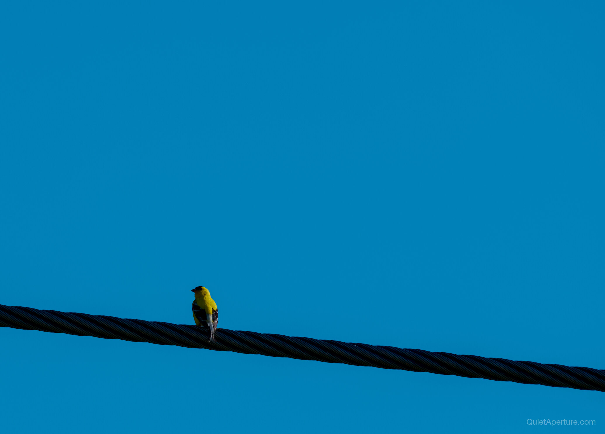 A small yellow bird perched on a utility wire against a deep blue sky, frame 02.