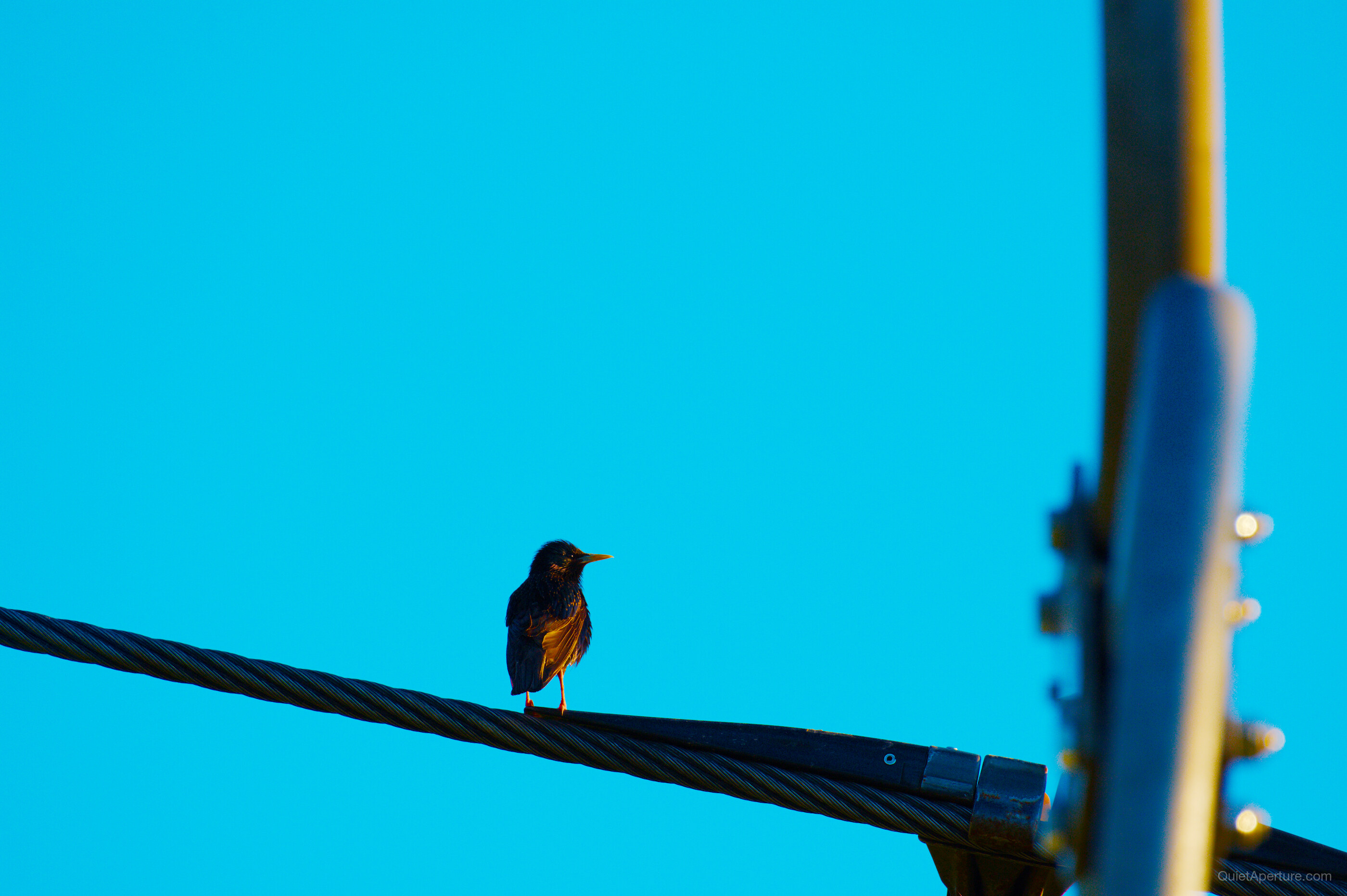 A small dark bird with orange feathers perched on a wire beneath a bright blue sky, frame 06.