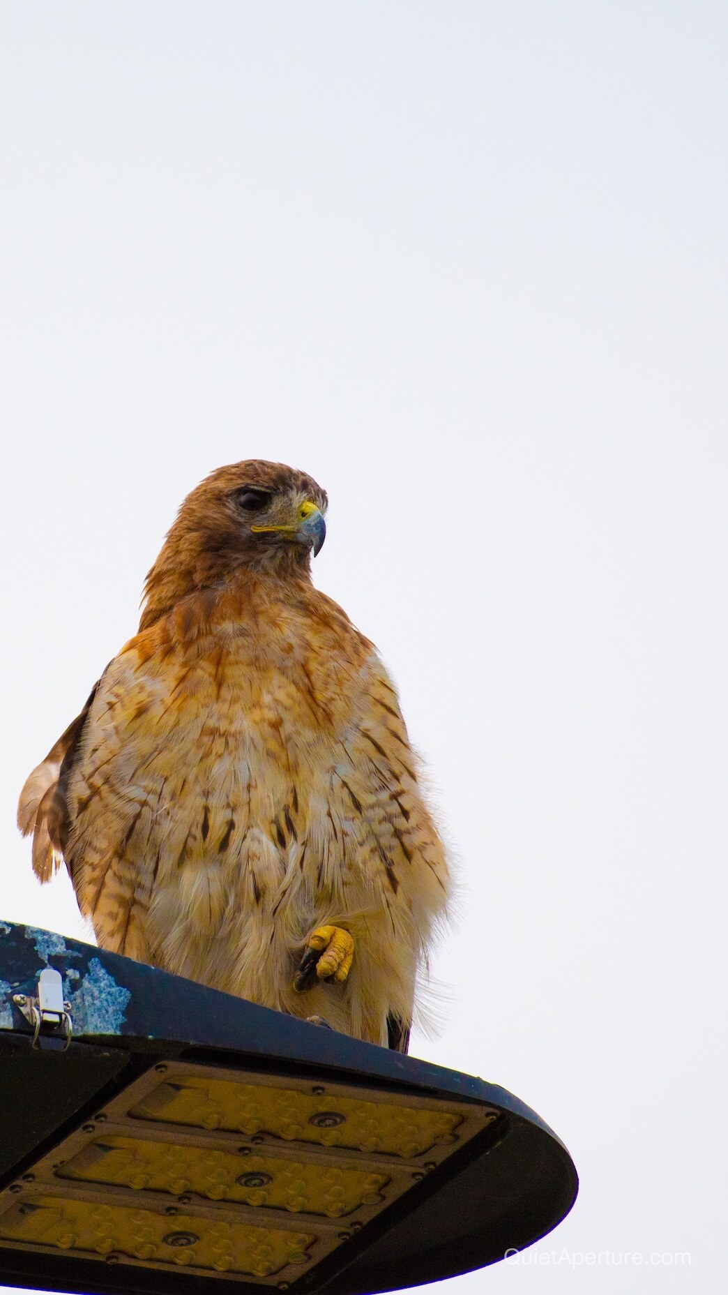 A red-tailed hawk perched on the edge of a streetlight against a pale sky.